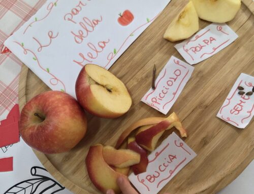 🍎 Alla scoperta della mela rossa! ❤️